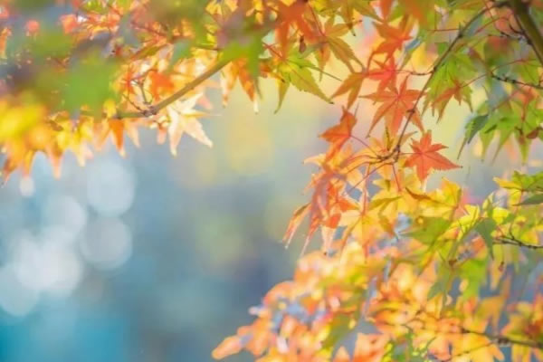 秋意渐浓，可以让家中更具空灵通透感